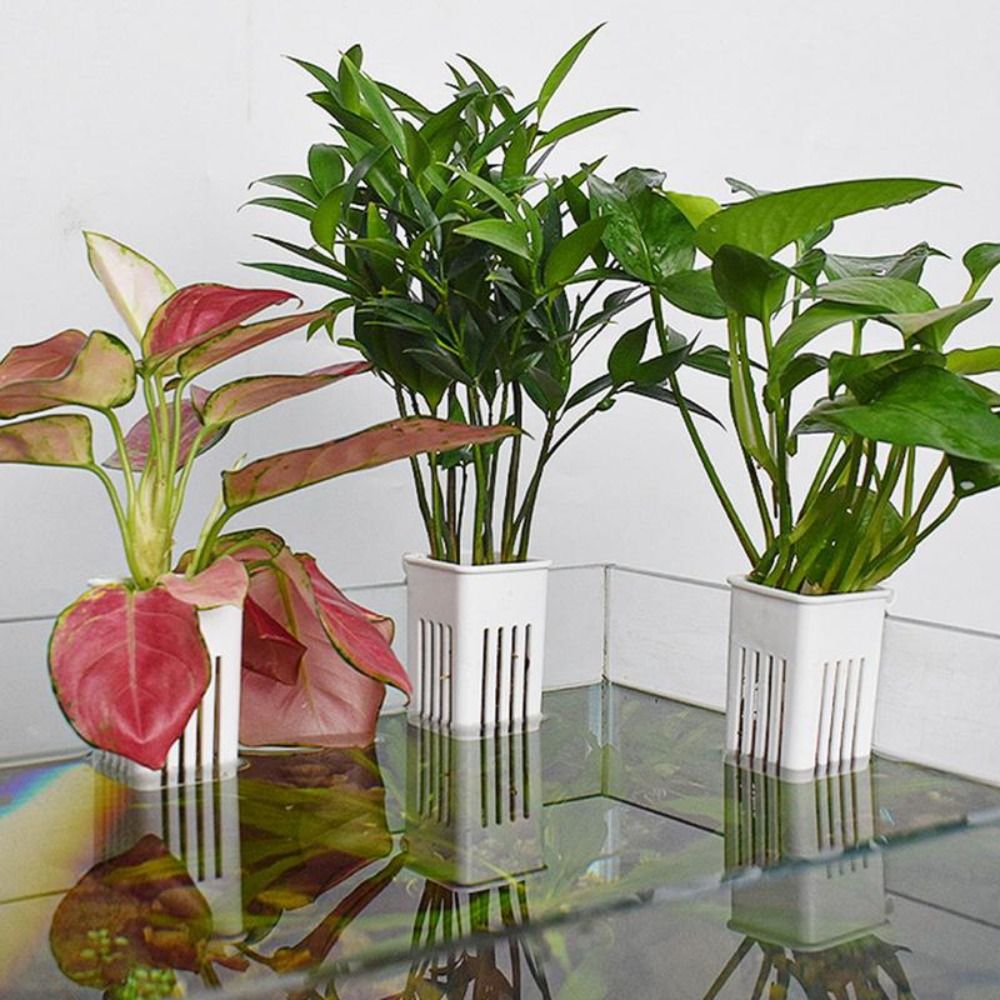 Plastic Aquarium Plant Basket  - Aquarium Plant Easy To Grow recension och pris
