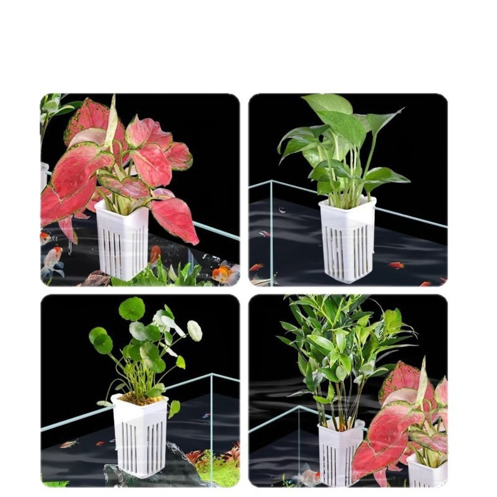 Plastic Aquarium Plant Basket  - Aquarium Plant Easy To Grow recension och pris